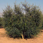 Arbres