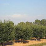 Olives