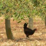 Gallina