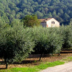 Mas Aur&oacute;