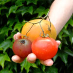 Tomates