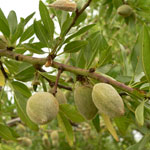 Almendras