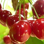 Cerezas