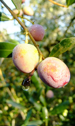 Olives