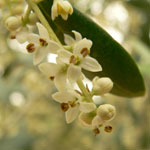 Flor