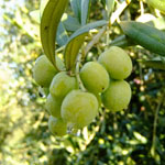 Estetoscopio